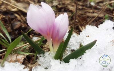 Скоро весна: на Одесчине распустились редкие первоцветы