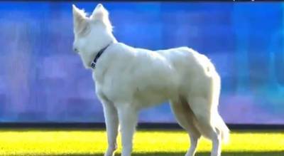Собака президента Цюриха выбежала на поле во время матча