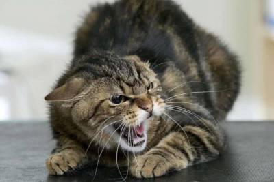 Отомстила за царапину: одесситка жестоко расправилась с домашним котом