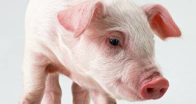 Беларусь ограничивает ввоз свинины из Коми из-за АЧС