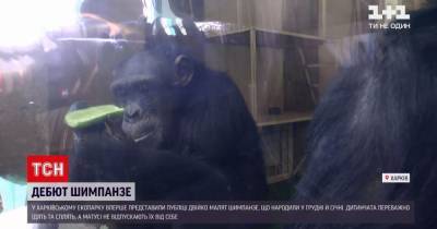 В харьковском экопарке показали детенышей шимпанзе: появилось видео