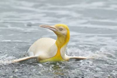 На острове Южная Георгия нашли желтого пингвина