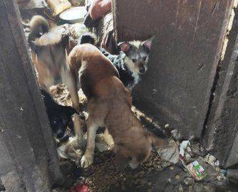Сильные грызут мелких: В Башкирии нужна помощь двадцати собакам, чья хозяйка впала в кому