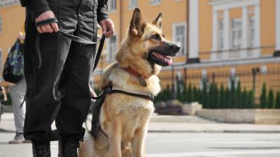 Хвостатые защитники: каким командам учат служебных собак