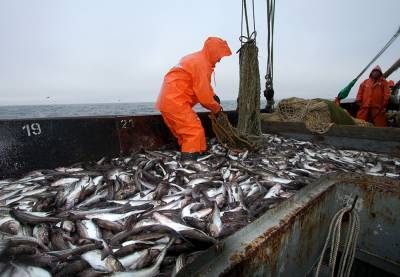Беларусь сможет добывать рыбу в северных морях России
