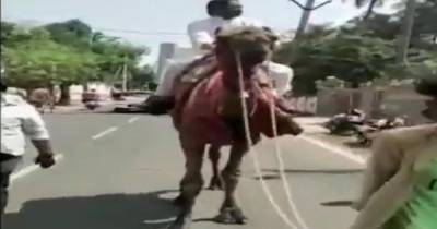 В Индии политик сменил авто на верблюда из-за роста цен на топливо