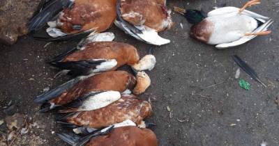 В заповеднике "Аскания-Нова" снова массово гибнут редкие птицы (3 фото)