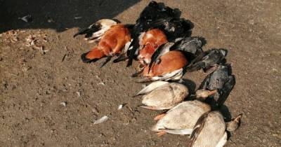 В Херсонской области в заповеднике зафиксировали массовую гибель птиц: нашли 150 тушек