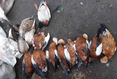 В "Аскании-Новой" снова массовая гибель птиц. На сей раз пострадали краснокнижные огари