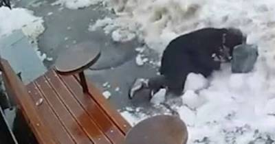 В центре Киева женщину сбила с ног глыба льда (ВИДЕО)