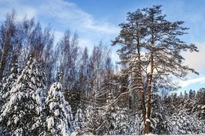 Погода в Рязанской области 24 февраля