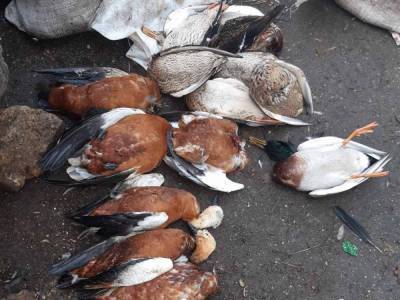 В заповеднике "Аскания-Нова" снова массово погибли птицы
