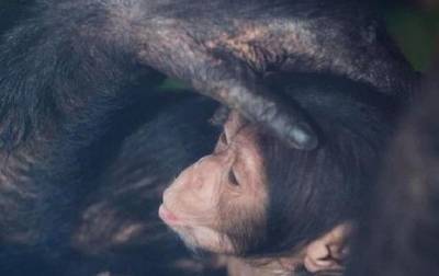 В Харькове впервые показали малышей шимпанзе