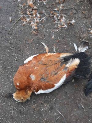 В Аскании-Новой – снова массовая гибель птиц