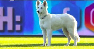 Выбежавшая на футбольное поле собака чуть не сорвала матч Суперлиги в Швейцарии (видео)