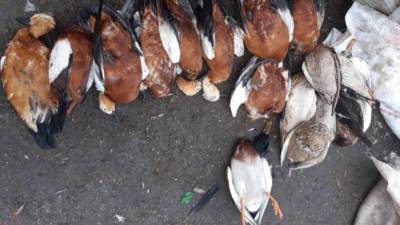 В заповеднике "Аскания Нова" – снова массовая гибель птиц: фото