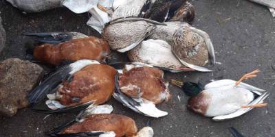 В заповеднике Аскания-Нова во второй раз с начала года зафиксировали массовую гибель птиц