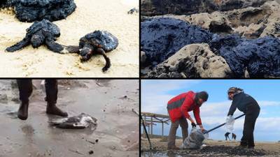 Экологическая катастрофа у побережья Израиля: виновник назван