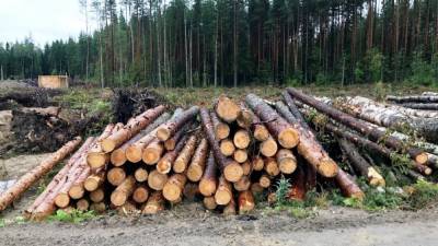 Меры России по защите лесов обернутся потерями для китайского бизнеса