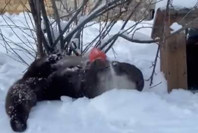 В Ленинградском зоопарке показали радующуюся морозам выдру Финика