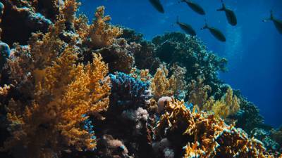 Ученые определили один из основных источников углерода в мировом океане