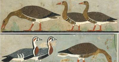 Ученые идентифицировали вымерший вид гуся по картине, нарисованной в древнеегипетской гробнице