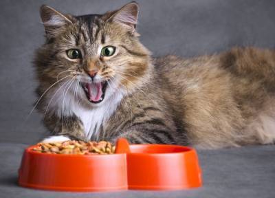 Почему кошке больше не нравится любимый корм? Возможные причины