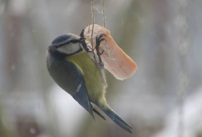 Милая и плотоядная: фотограф показала ленинградскую птичку, предпочитающую клевать сало