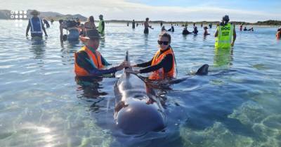 В Новой Зеландии волонтеры спасли 28 дельфинов, которые дважды за два дня выбросились на мель