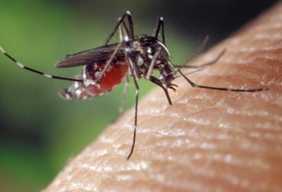 Биологи объяснили, почему только самки комаров пьют у людей кровь