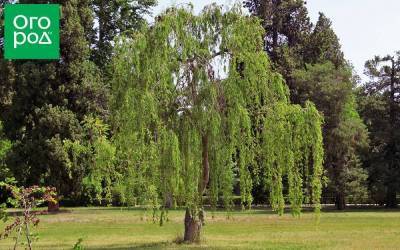 5 быстрорастущих деревьев, которые изменят ландшафт за три-четыре года