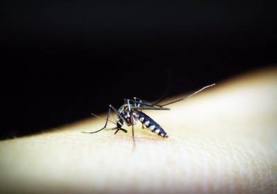Туристы привезли лихорадку денге в Новосибирск