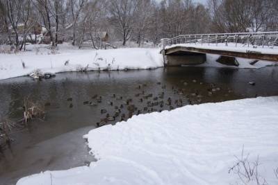 Ивановцев просят в условиях наступивших морозов позаботится об утках