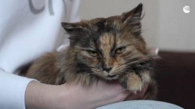В Башкирии нашли кошку-путешественницу, проехавшую под капотом машины две тысячи км
