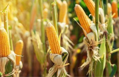 Канадские гибриды кукурузы укрепят присутствие на рынке Украины