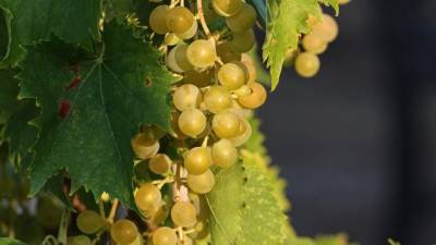 Доля Петербурга на рынке виноделия сократилась до 2% за год