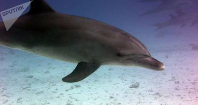 Более 100 мертвых дельфинов обнаружены на побережье острова в Мозамбике