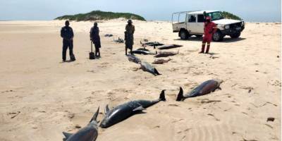 На побережье Мозамбика обнаружили более 100 мертвых дельфинов