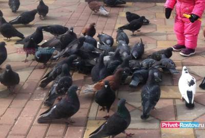 Незаконную миграцию голубей из Украины пресекли в Ростовской области