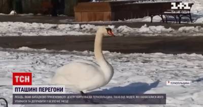 В Тернопольской области лебедь прогуливался по центру города и едва не зашел в городской совет: видео
