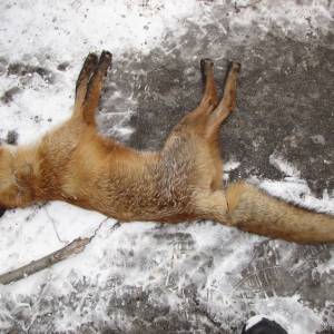 На запорожской Хортице браконьеры продолжают устанавливать капканы. Фото