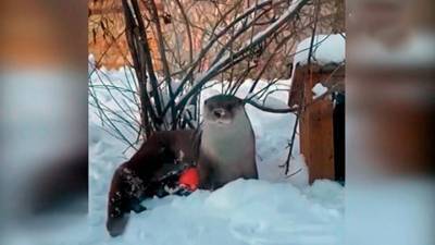 Ленинградский зоопарк поделился видео с выдрой Фиником в снегу