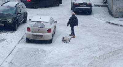Отрава разбросана на снегу: где в Ярославле нельзя гулять с собаками