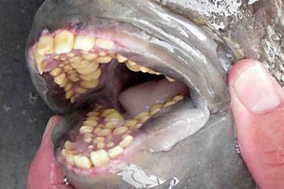 Мужчина выловил пугающую рыбу с «человеческими зубами»
