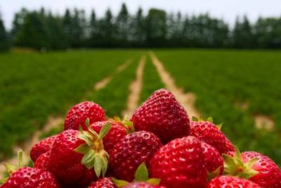Костромской департамент АПК рекомендует аграриям налечь на ягоды