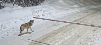 Волк-одиночка проник на территорию горнообогатительного комбината в Карелии (ВИДЕО)