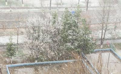 Ташкент на излете зимы снова оказался в снежном плену. Фотолента