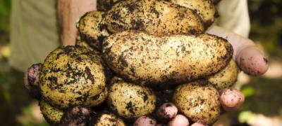 Инспектор Россельхознадзора в Карелии заставил жителя Ленобласти вернуть в Финляндию картофель