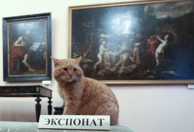 Лапки месяца: В Петербурге выберут лучших котов, работающих в музеях города