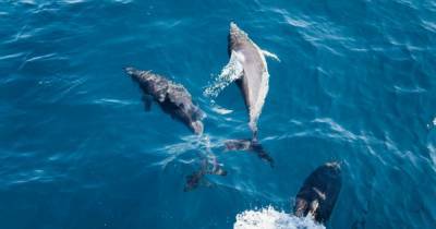 На побережье острова в Мозамбике фиксируют массовую гибель дельфинов